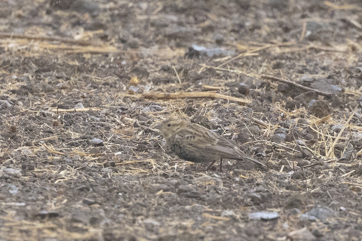 Chestnut-collared Longspur - ML627148822