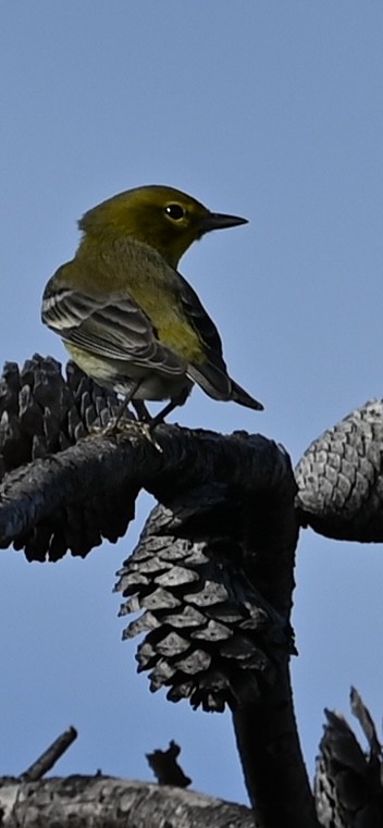 マツアメリカムシクイ - ML627149060