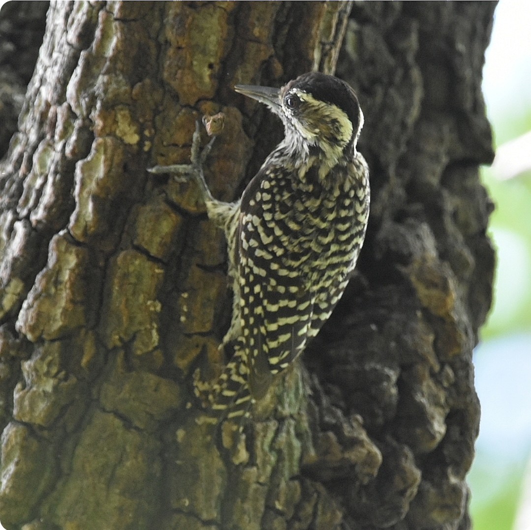 Checkered Woodpecker - ML627149311