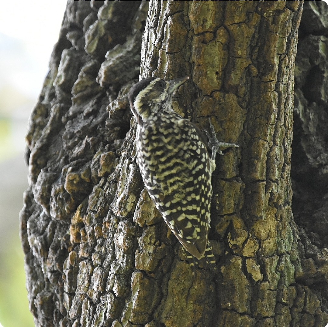 Checkered Woodpecker - ML627149312
