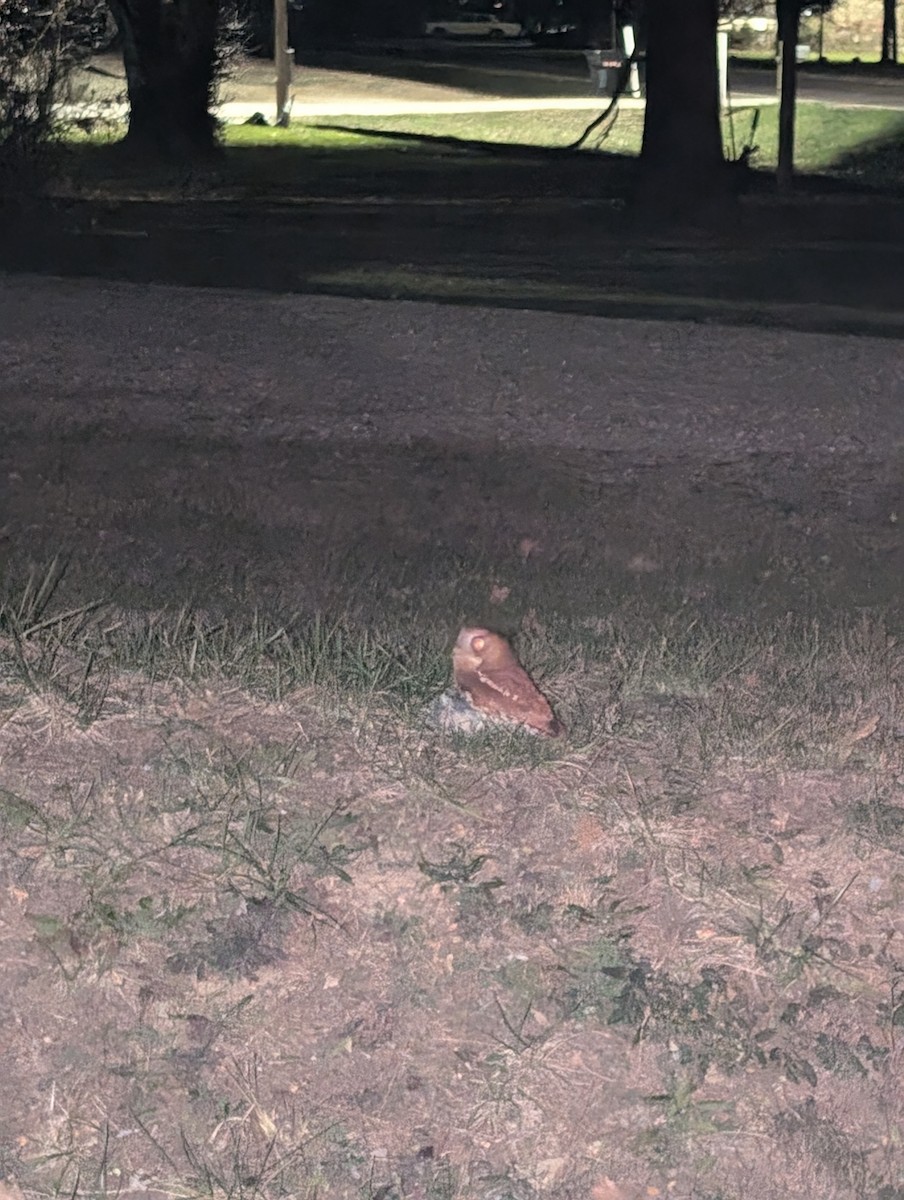 Eastern Screech-Owl - ML627149472