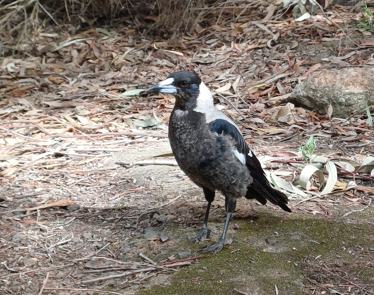 Australian Magpie - ML627149589