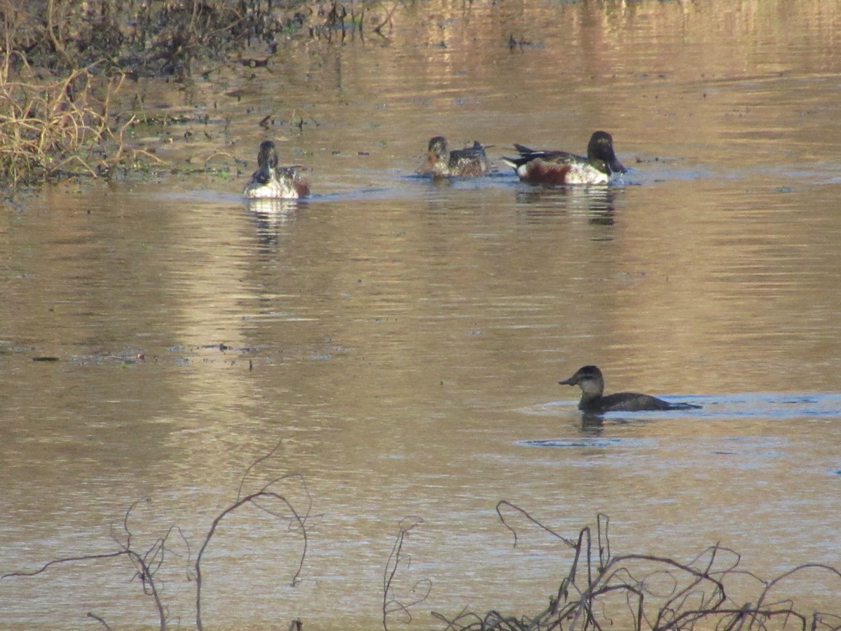 Northern Shoveler - ML627149628