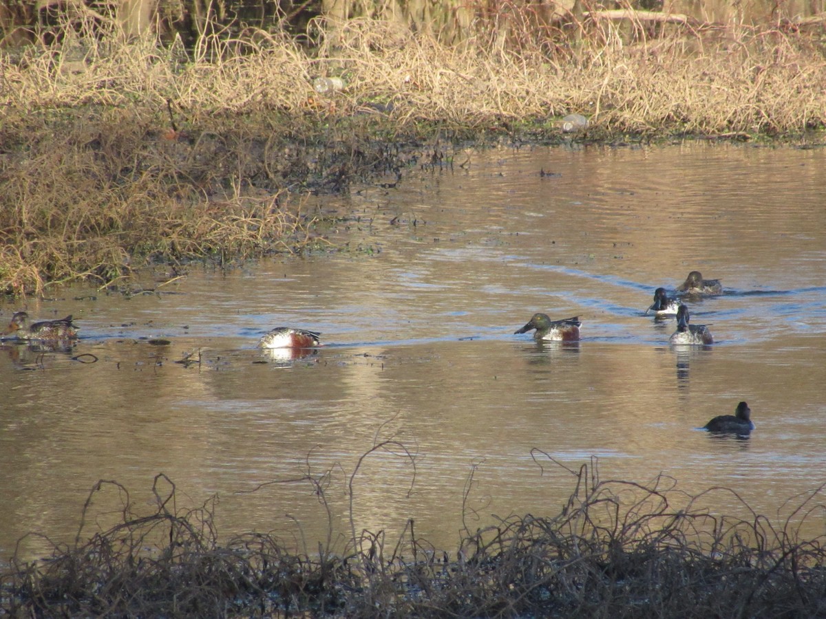 Northern Shoveler - ML627149629