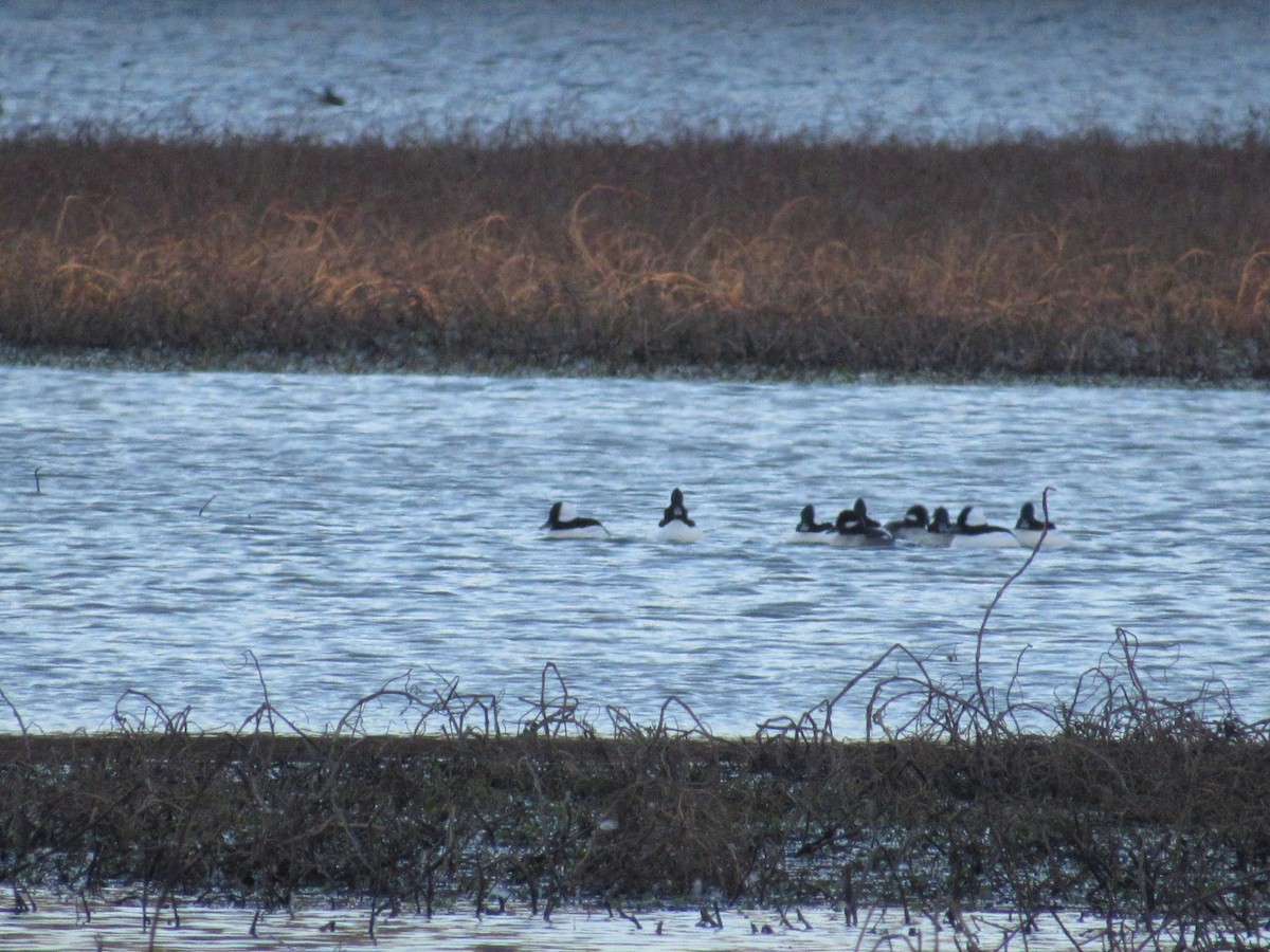 Bufflehead - ML627149647