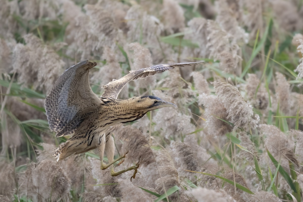 Eurasian Bittern - T Tang