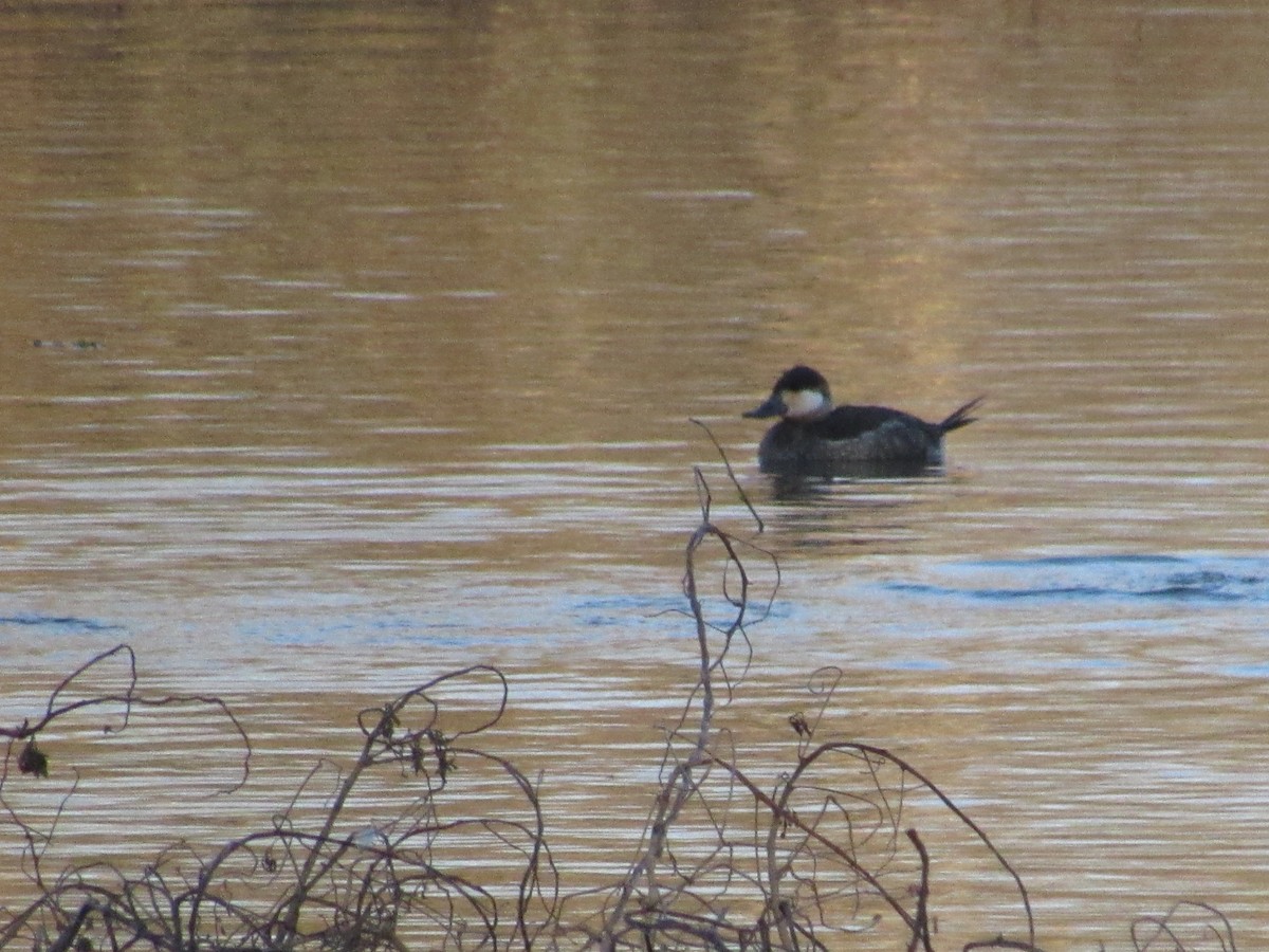 Ruddy Duck - ML627149652