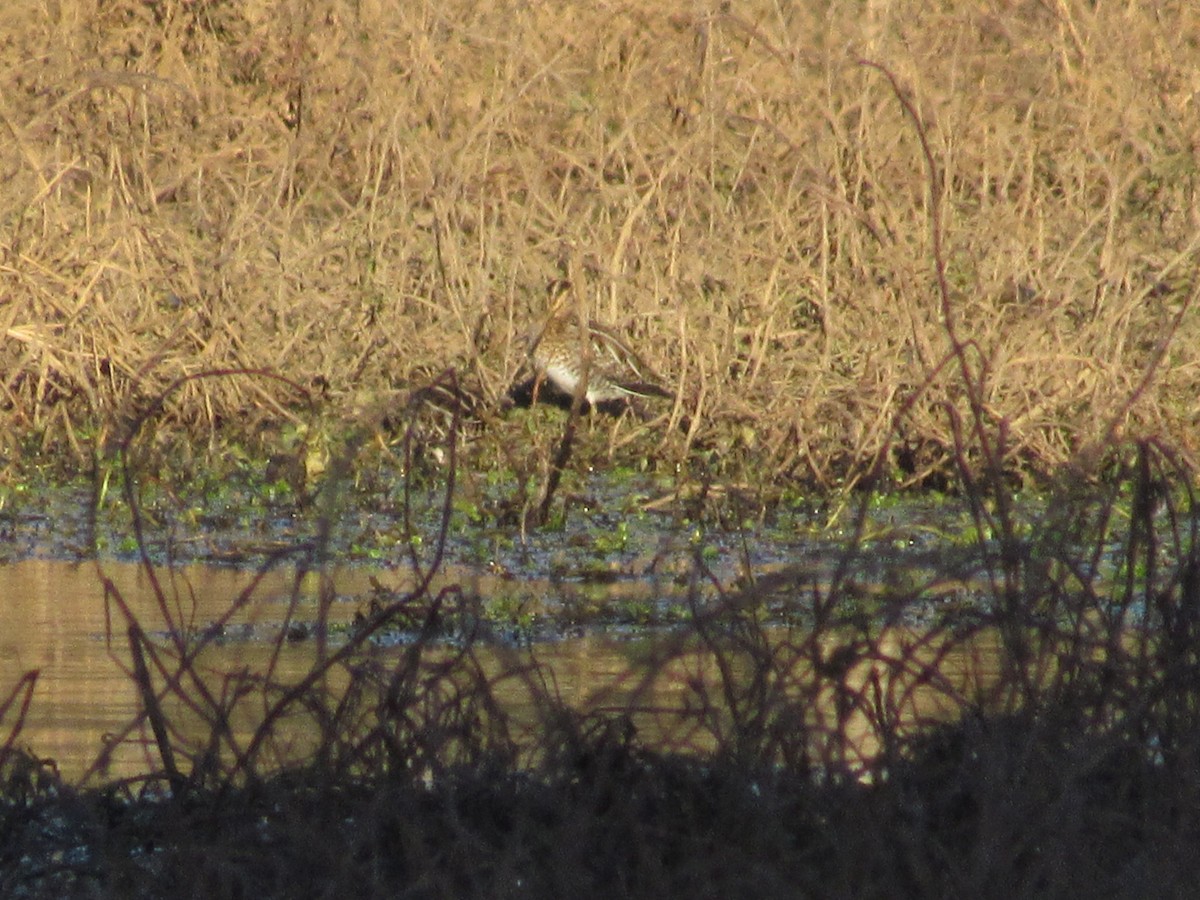 Wilson's Snipe - ML627149655
