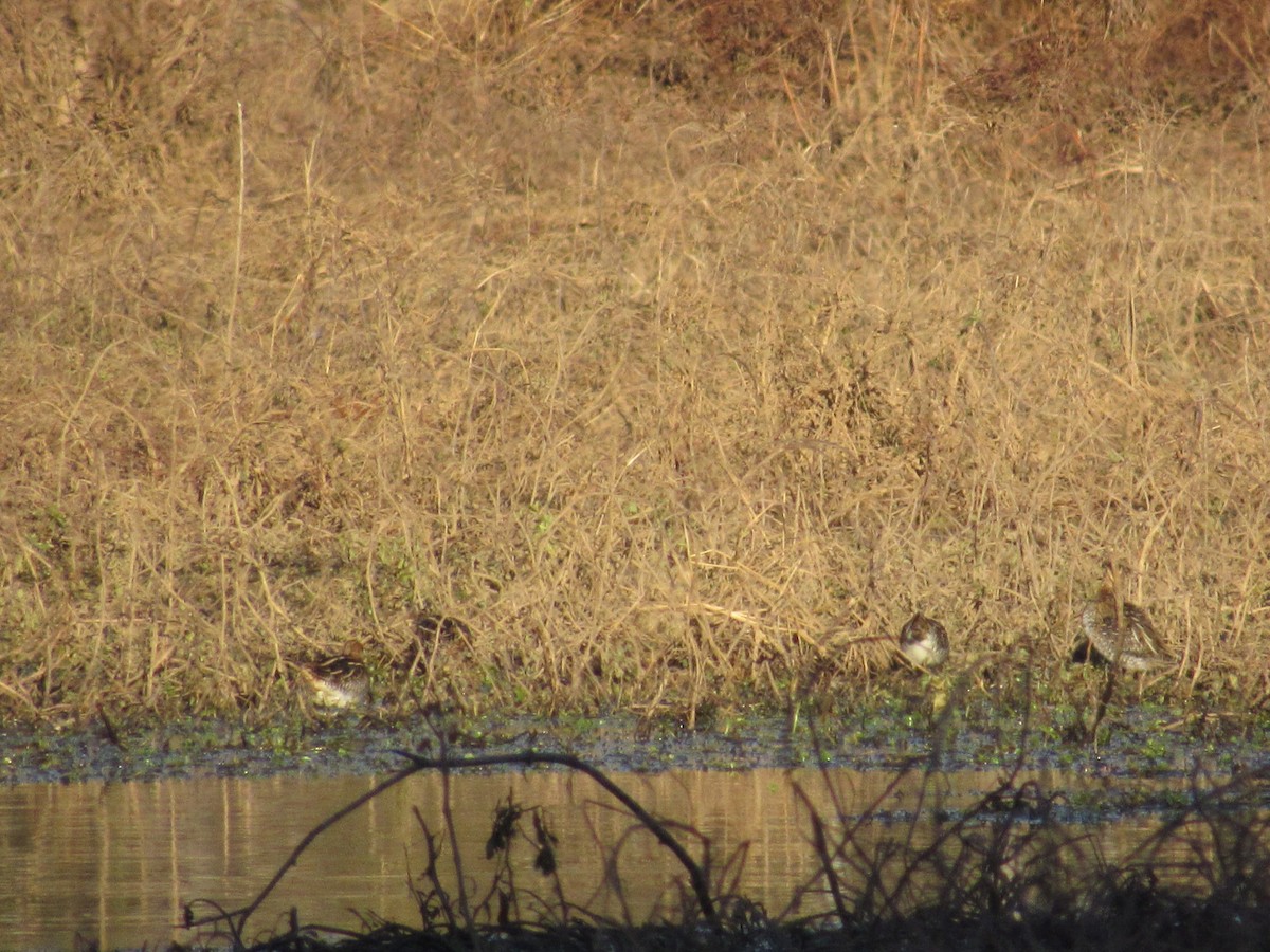 Wilson's Snipe - ML627149656