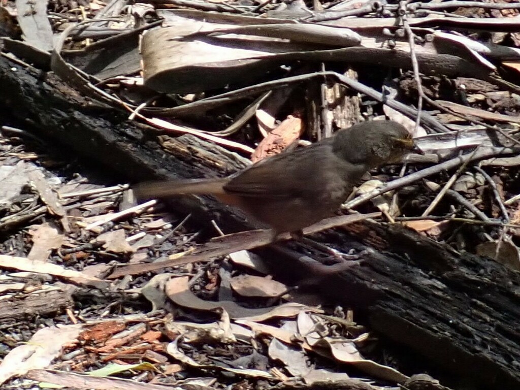 Птица-попутчик - ML627149847