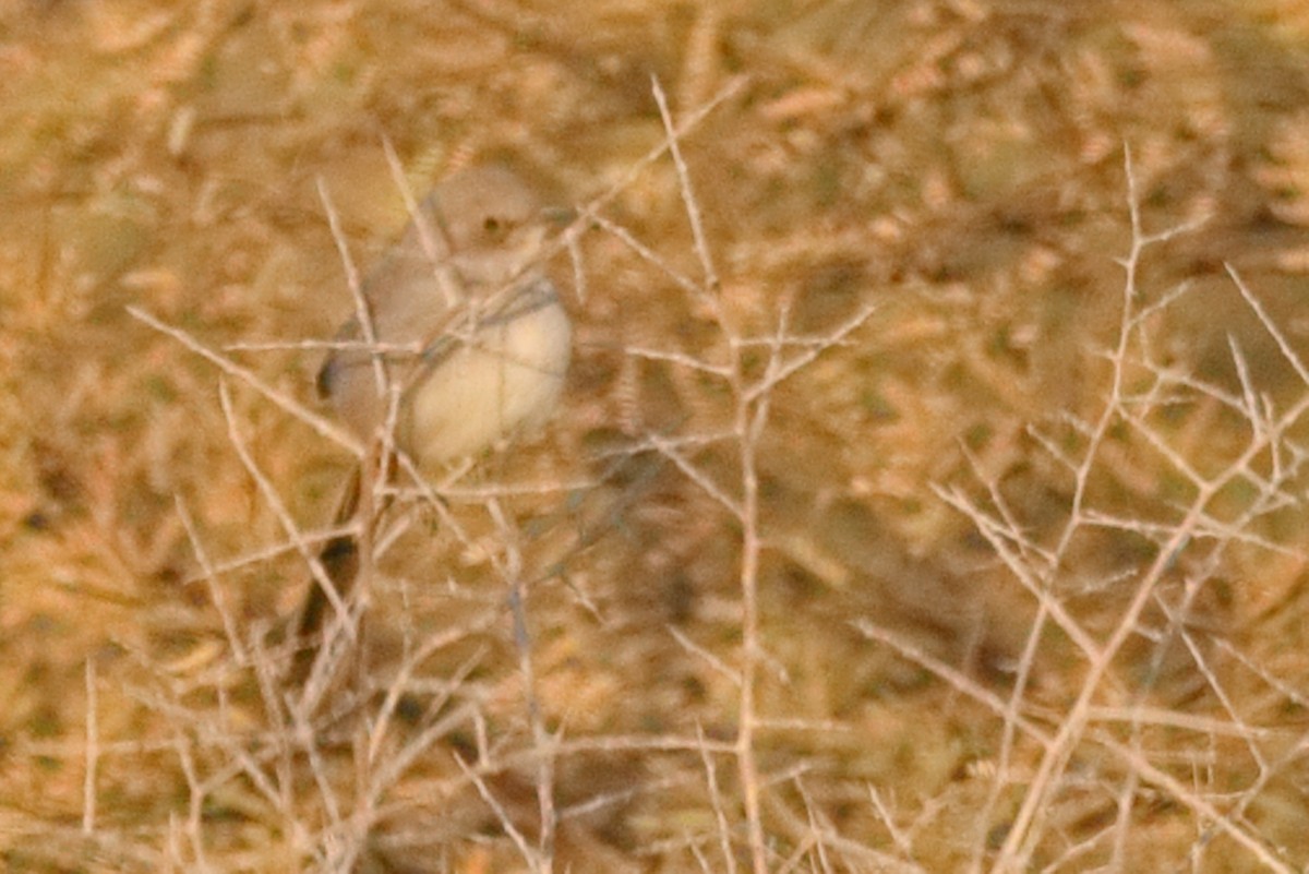 LeConte's Thrasher - ML627149858