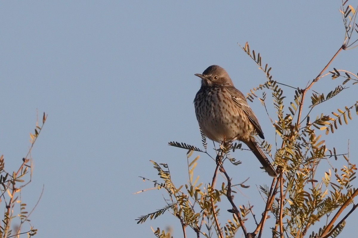 Sage Thrasher - ML627149866