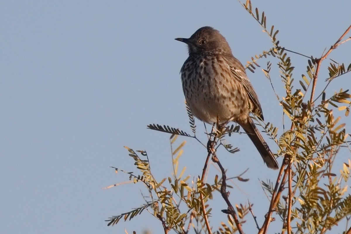 Sage Thrasher - ML627149867