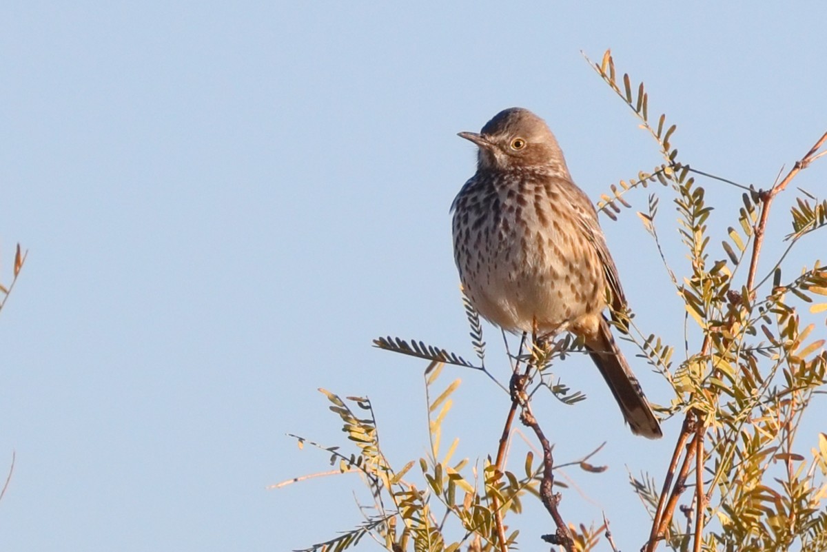 Sage Thrasher - ML627149868