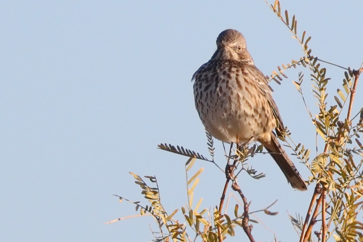 Sage Thrasher - ML627149869