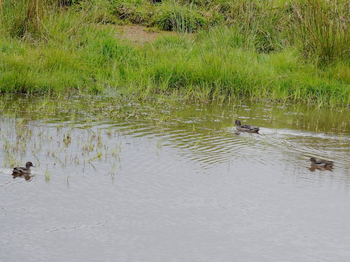 Andean Teal - ML627150183