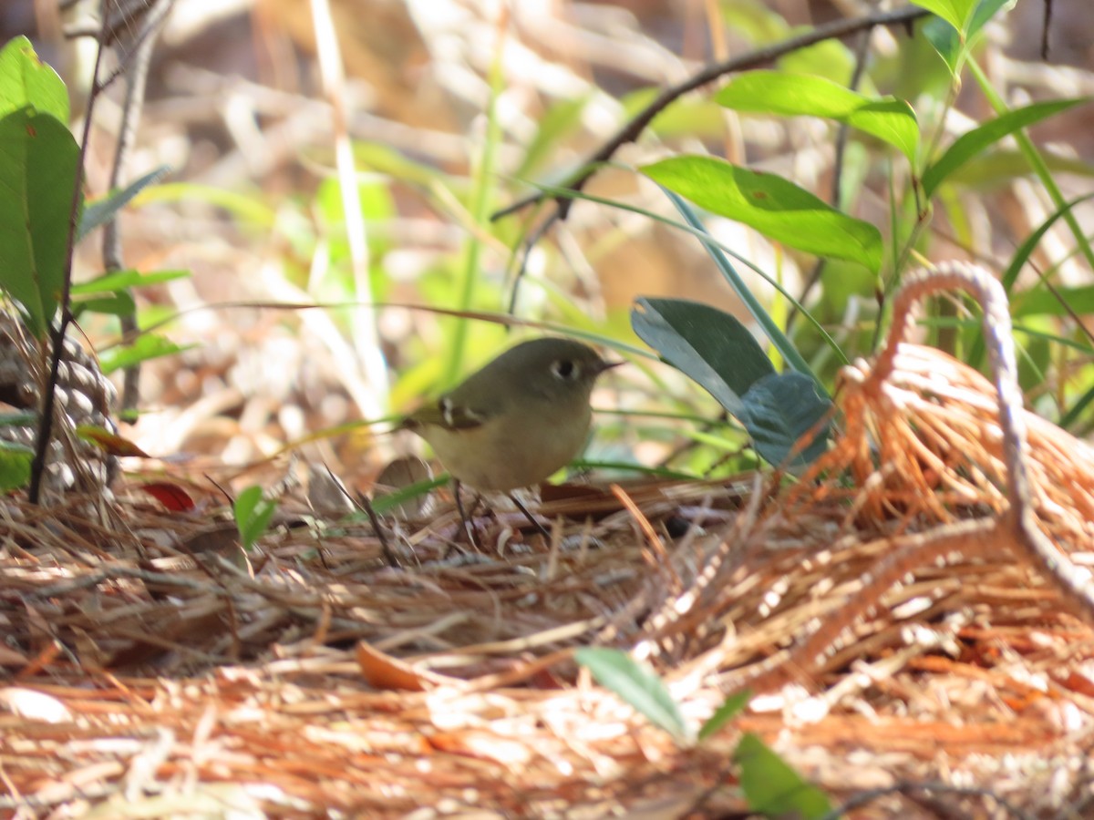 Ruby-crowned Kinglet - ML627150313