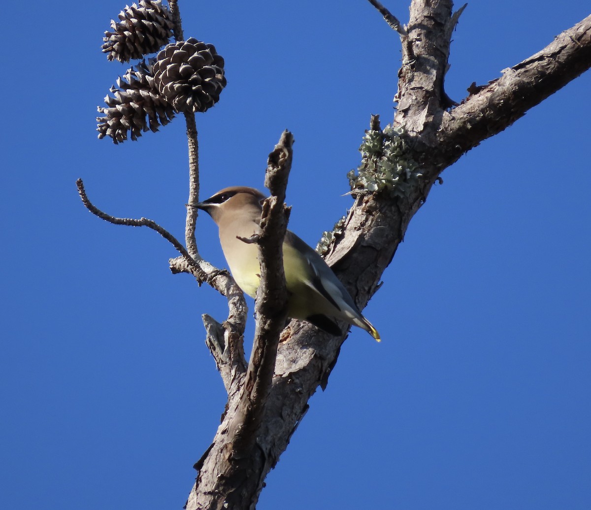 Cedar Waxwing - ML627150320