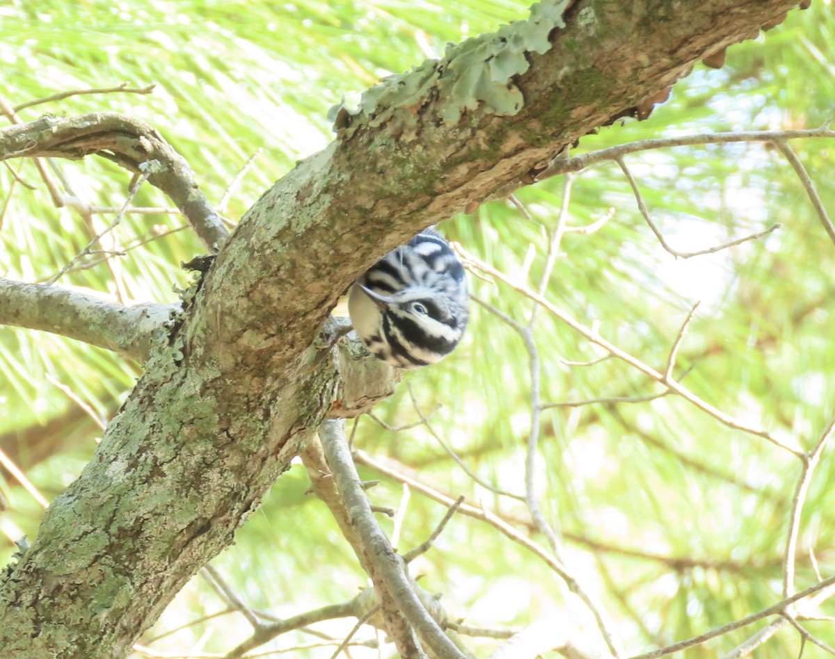 Black-and-white Warbler - ML627150328