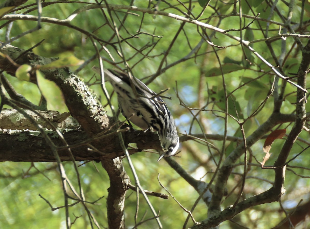 Black-and-white Warbler - ML627150329