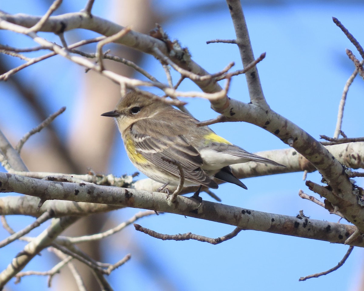 Yellow-rumped Warbler - ML627150351