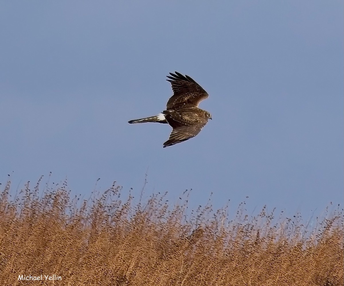 Northern Harrier - ML627150427
