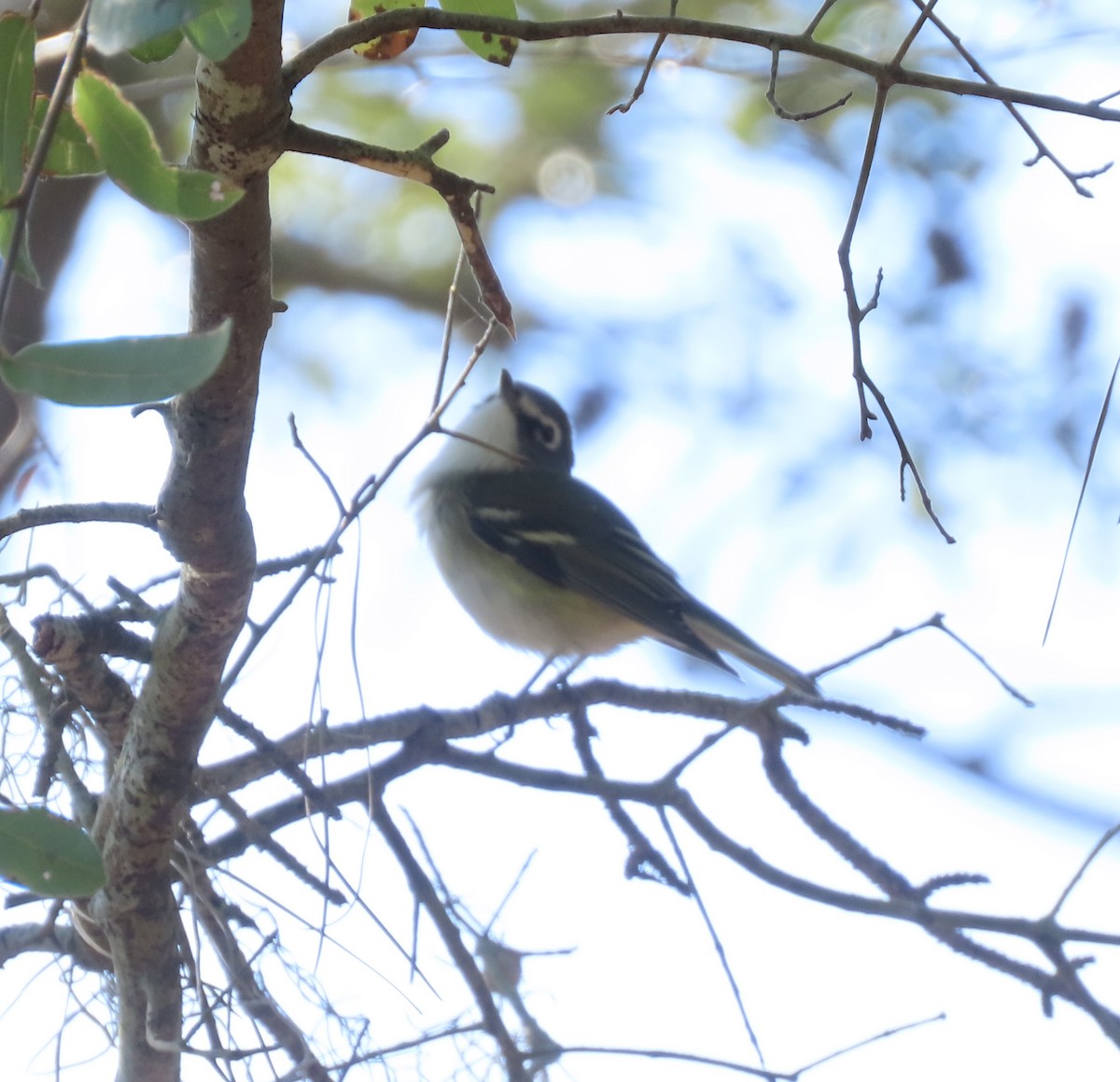 Blue-headed Vireo - ML627150439