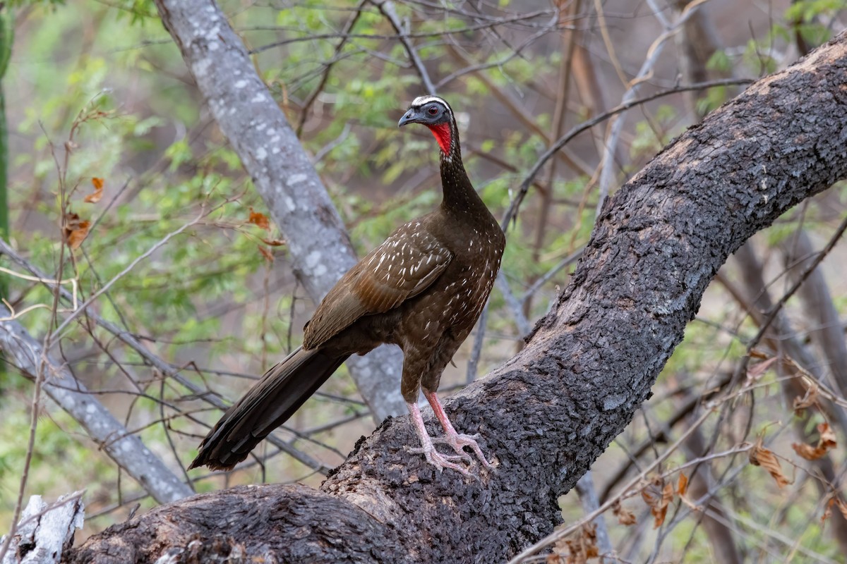 White-browed Guan - ML627150493