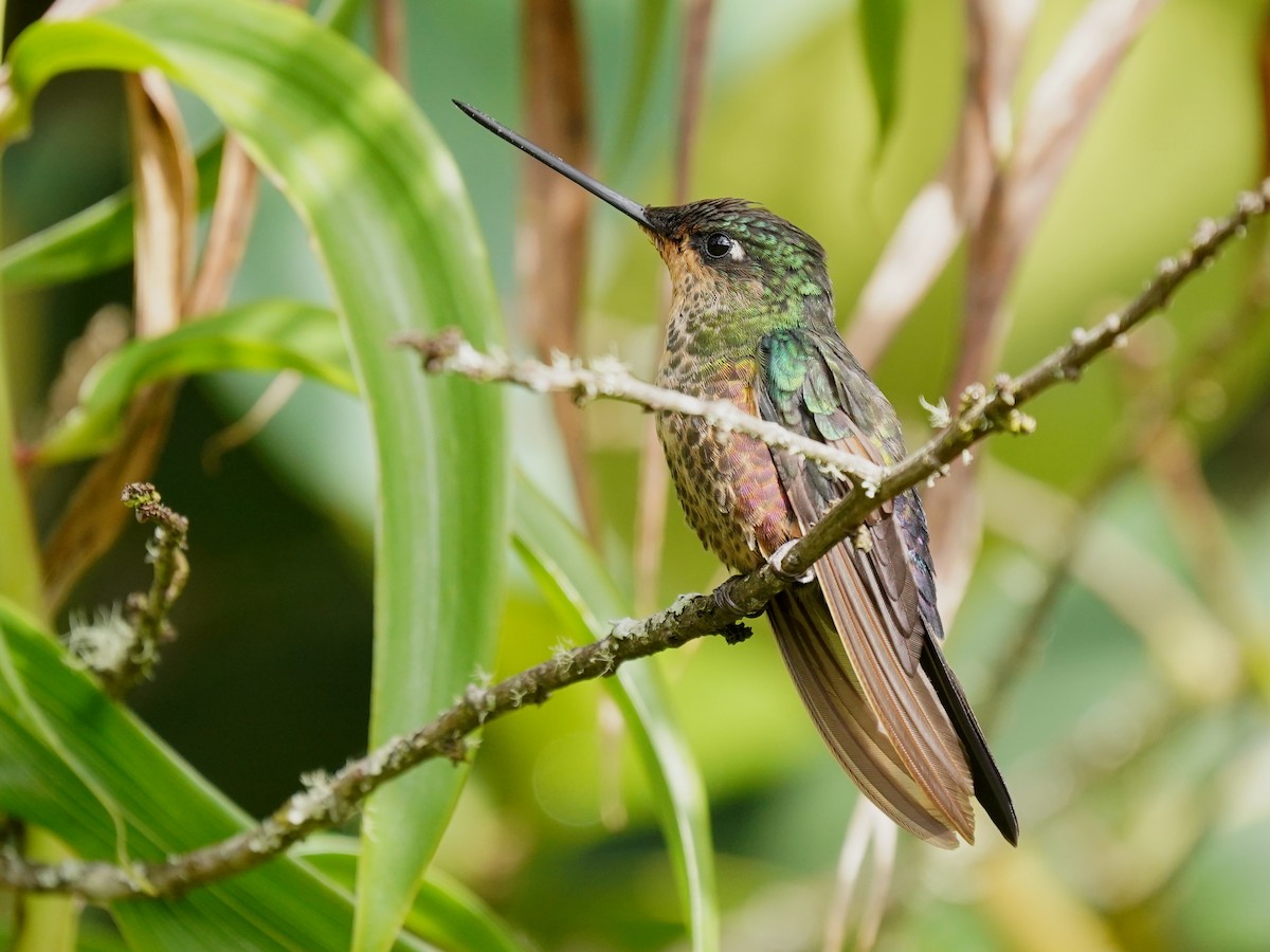 Blue-throated Starfrontlet - ML627150502