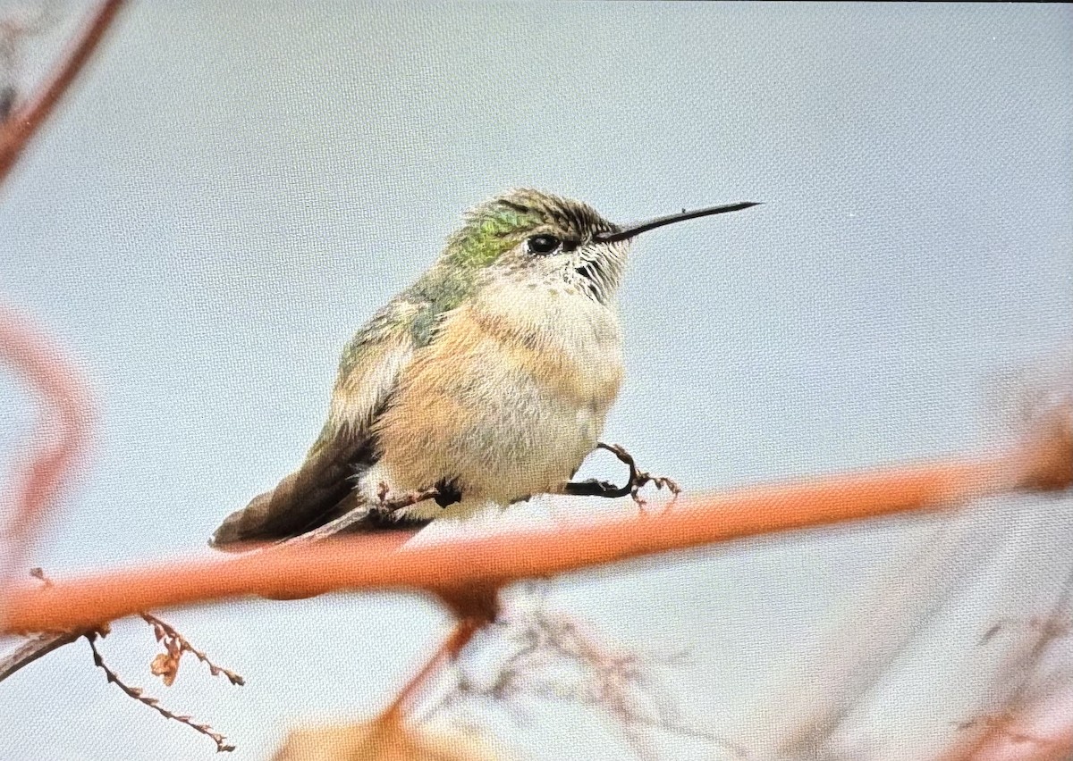 Calliope Hummingbird - ML627150523