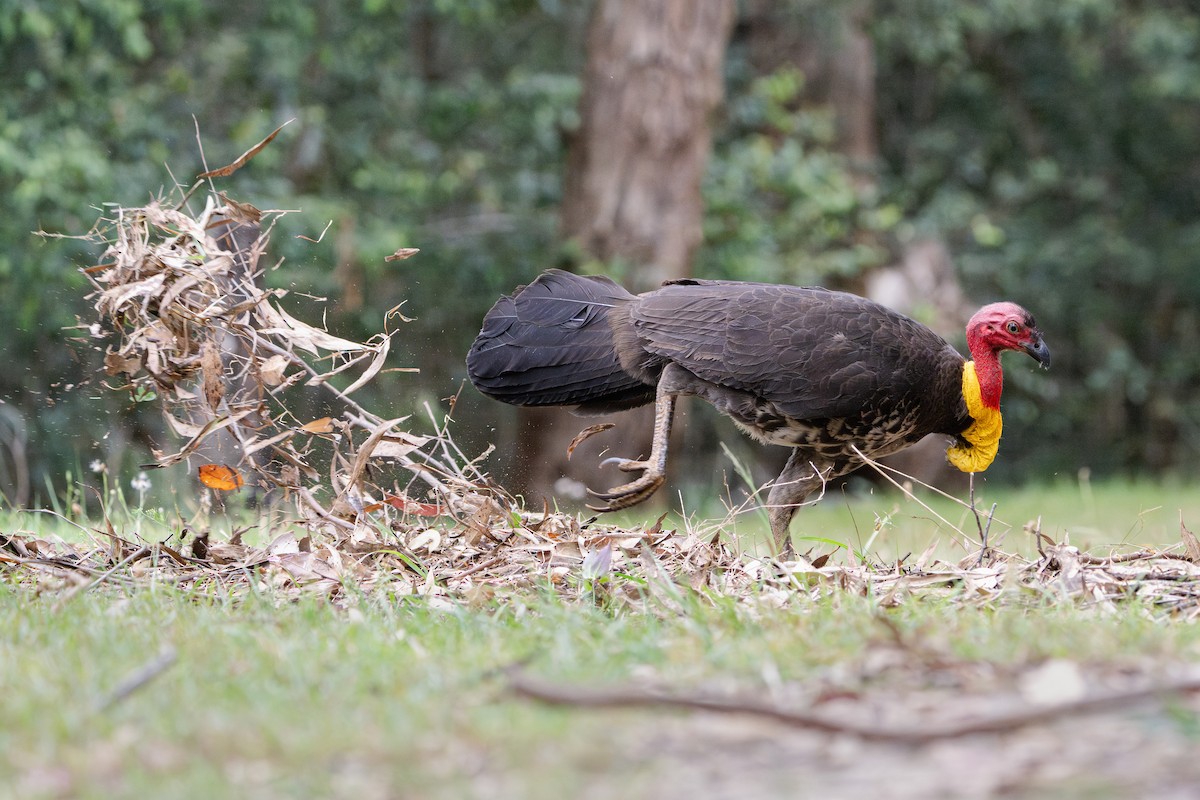 Australian Brushturkey - ML627150696