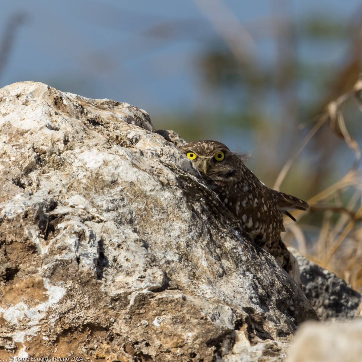 Burrowing Owl - ML627150766