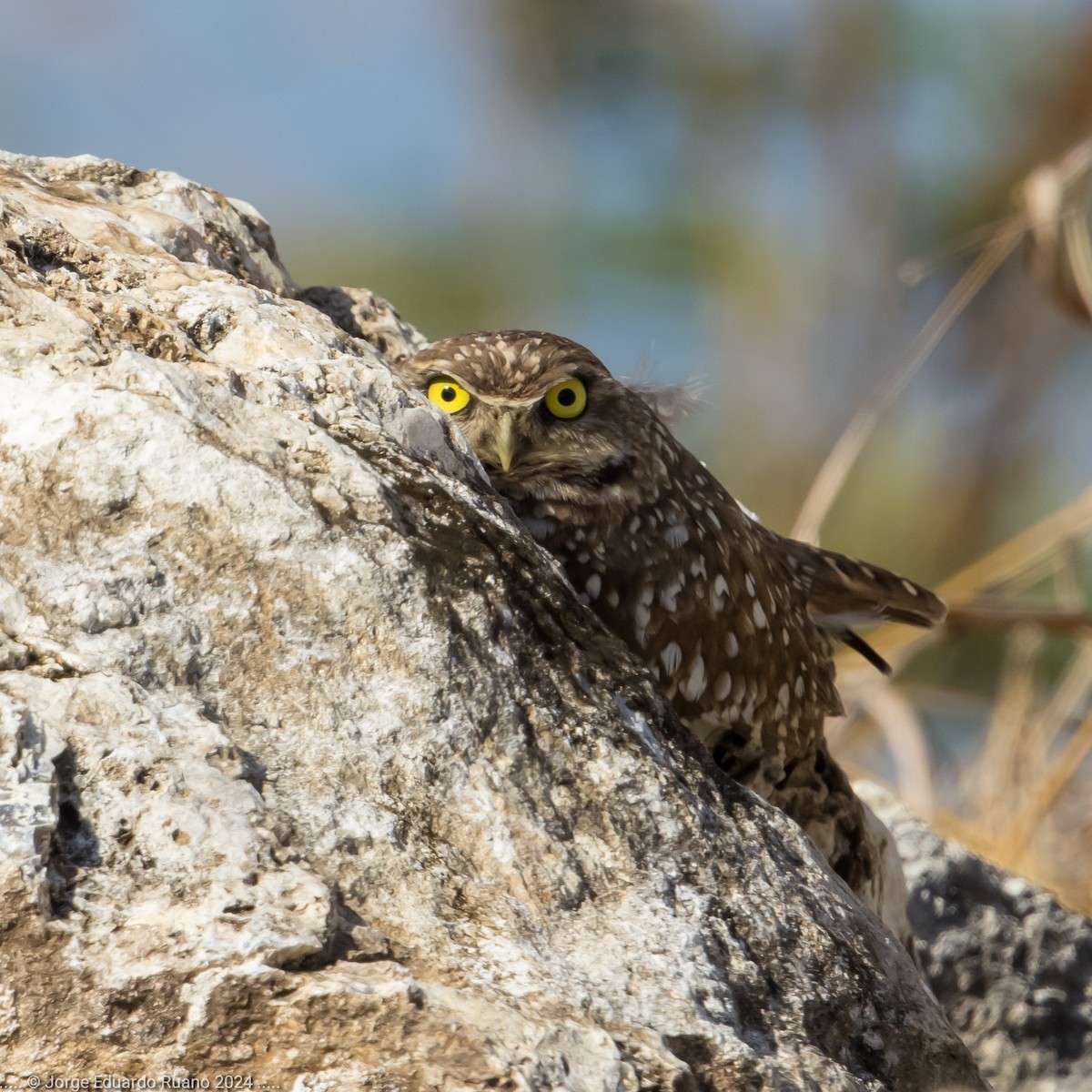 Burrowing Owl - ML627150767