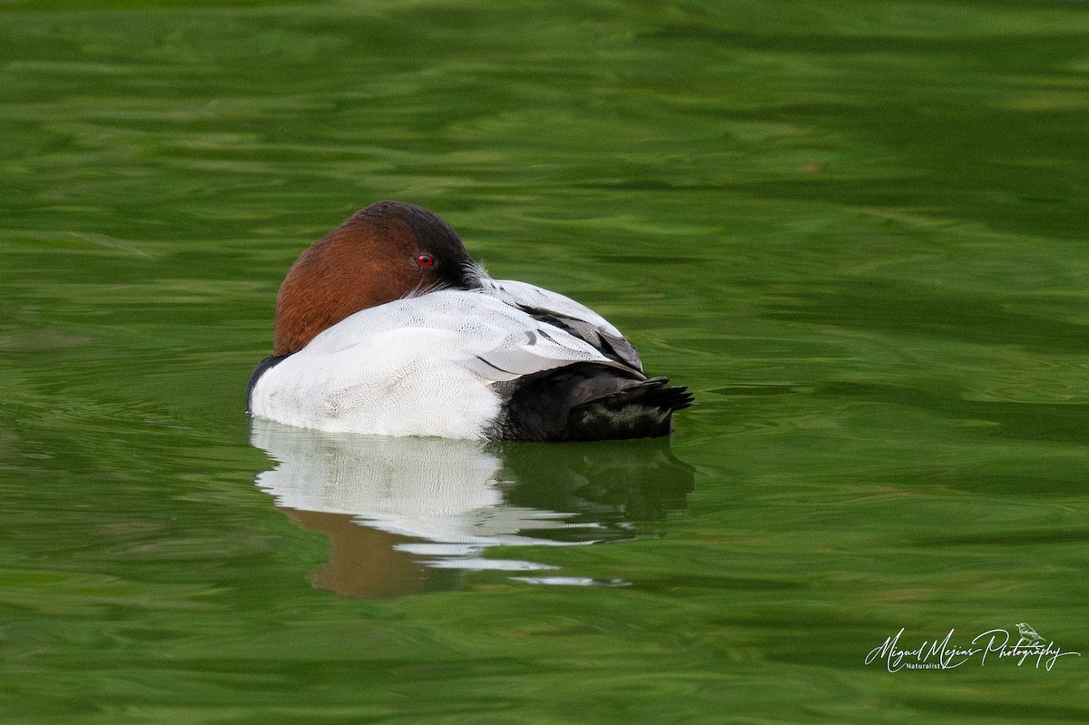 Canvasback - ML627150839