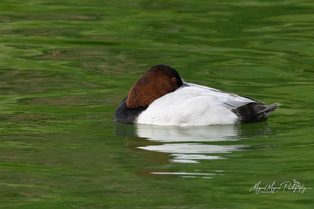 Canvasback - ML627150840
