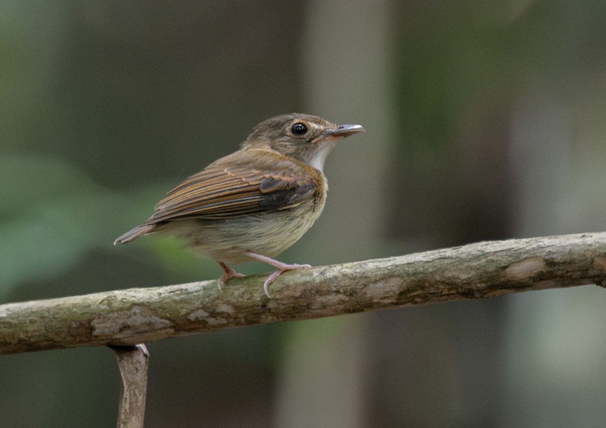 Cinnamon-crested Spadebill - ML627150992