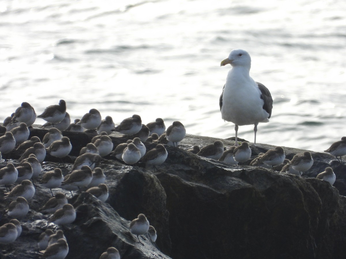 Great Black-backed Gull - ML627151026
