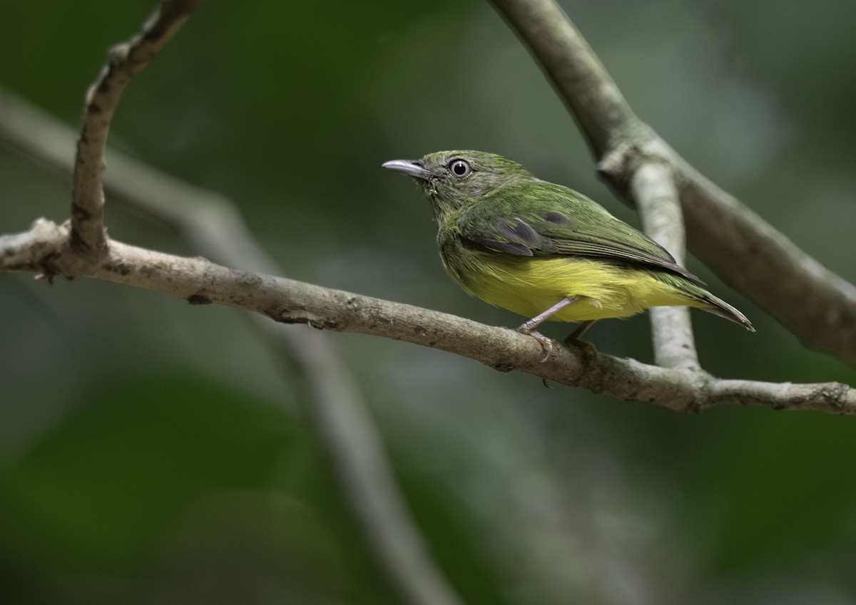 Golden-crowned Manakin - ML627151153