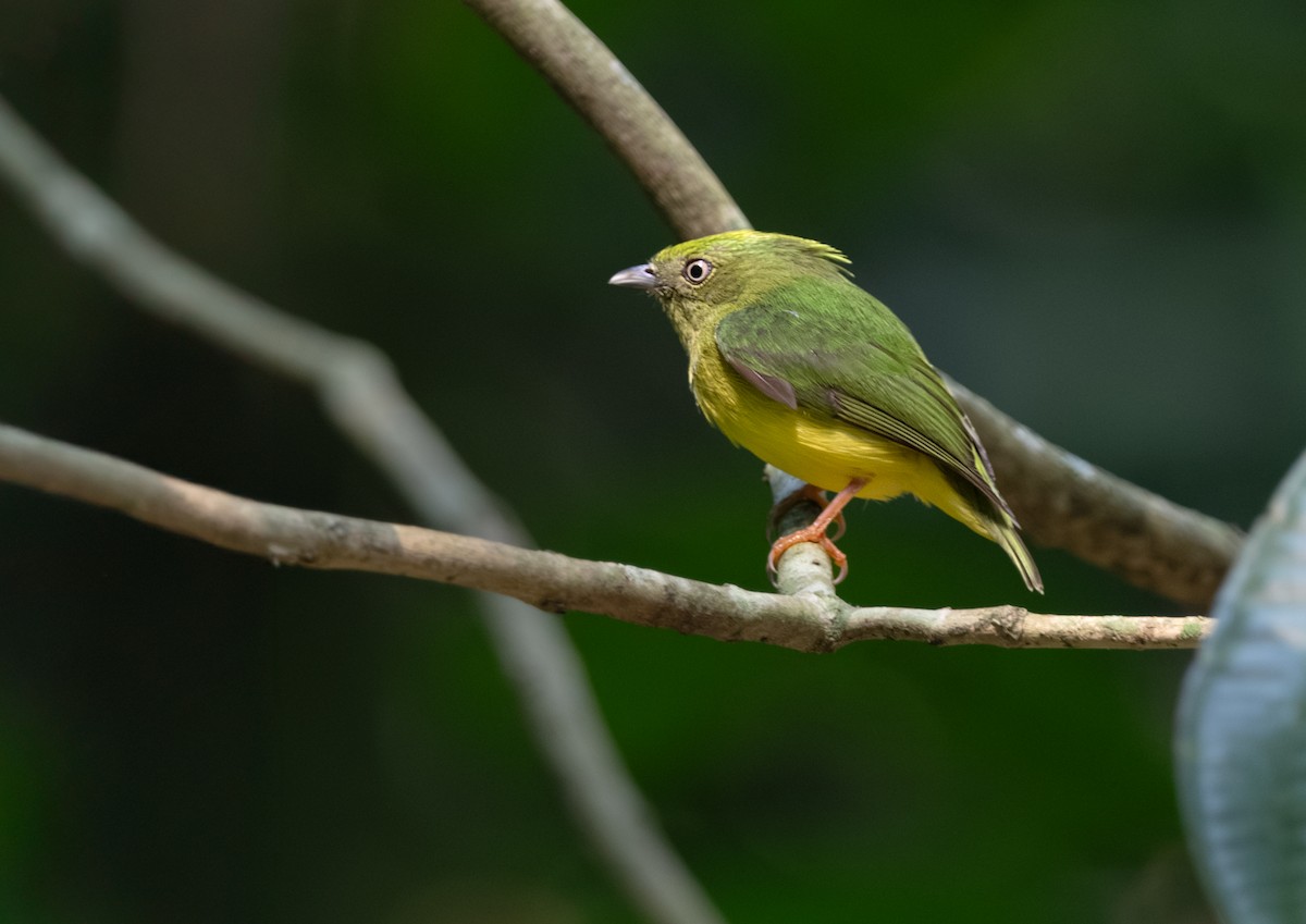 Golden-crowned Manakin - ML627151154