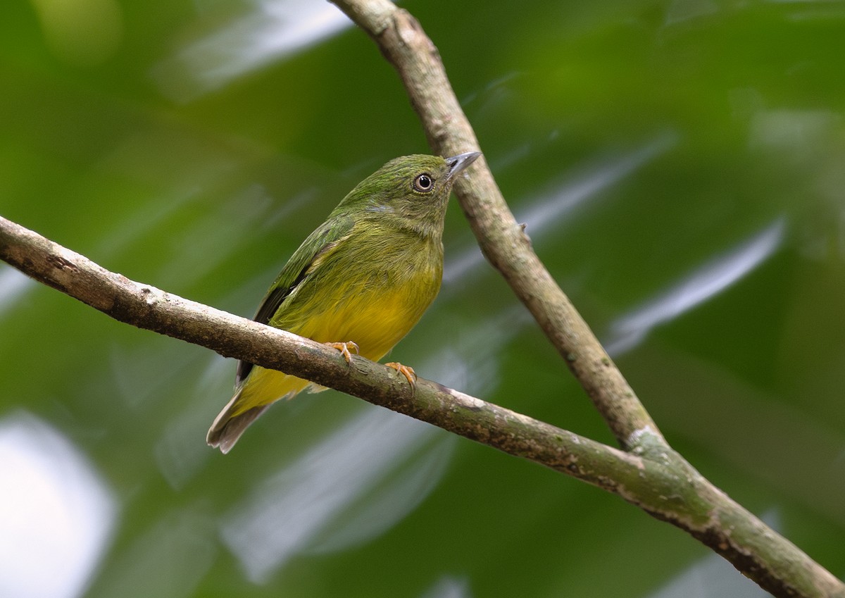 Golden-crowned Manakin - ML627151155
