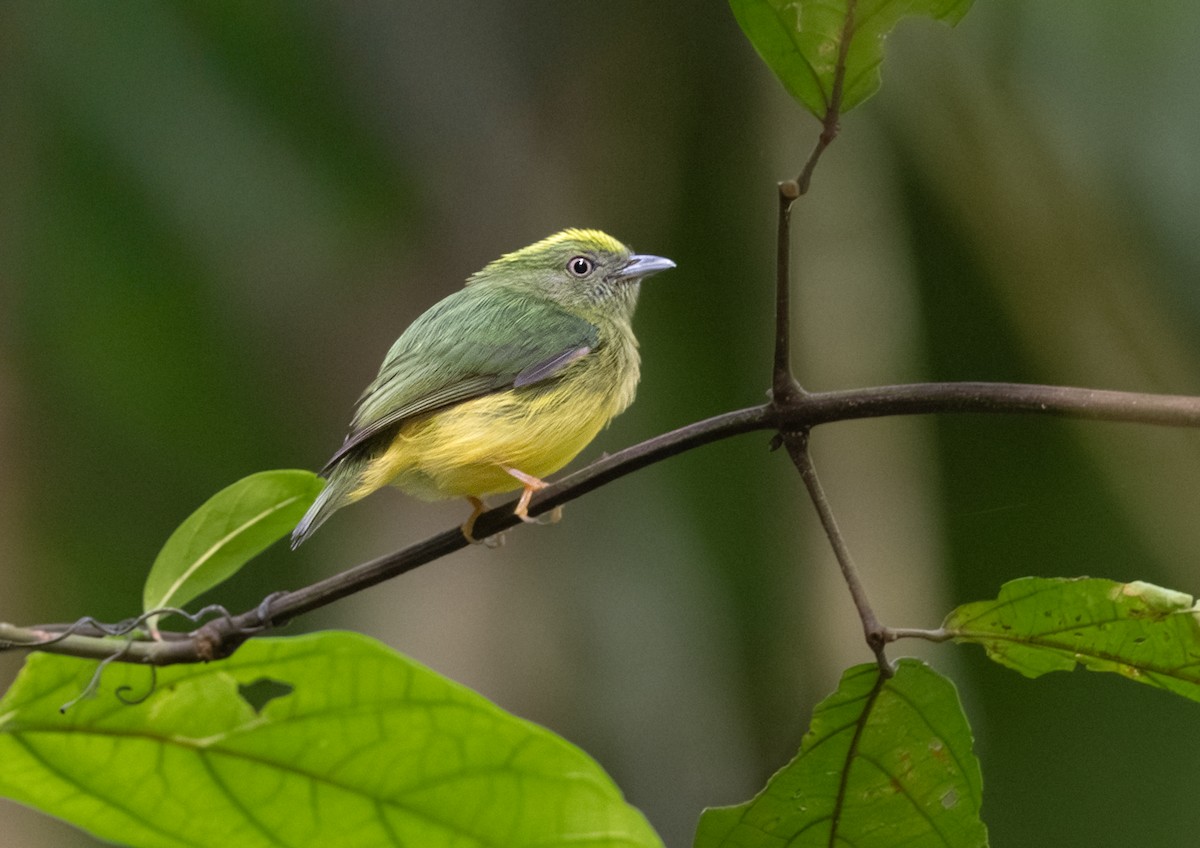 Golden-crowned Manakin - ML627151156