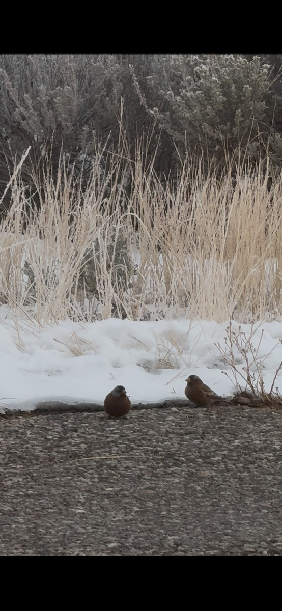 Gray-crowned Rosy-Finch - ML627151265