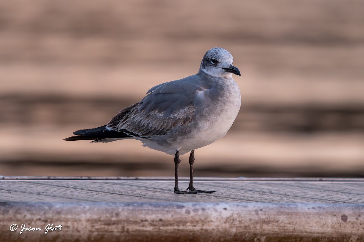 Laughing Gull - ML627151345