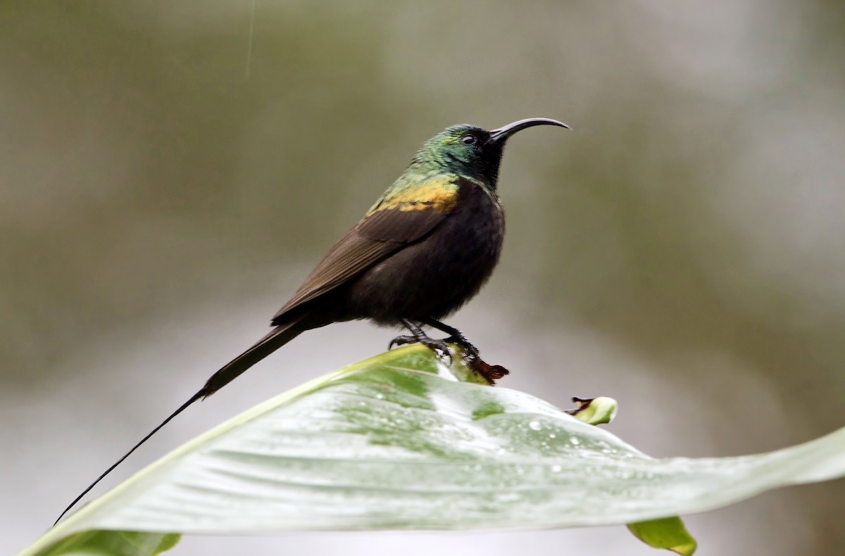 Bronze Sunbird - ML627151550