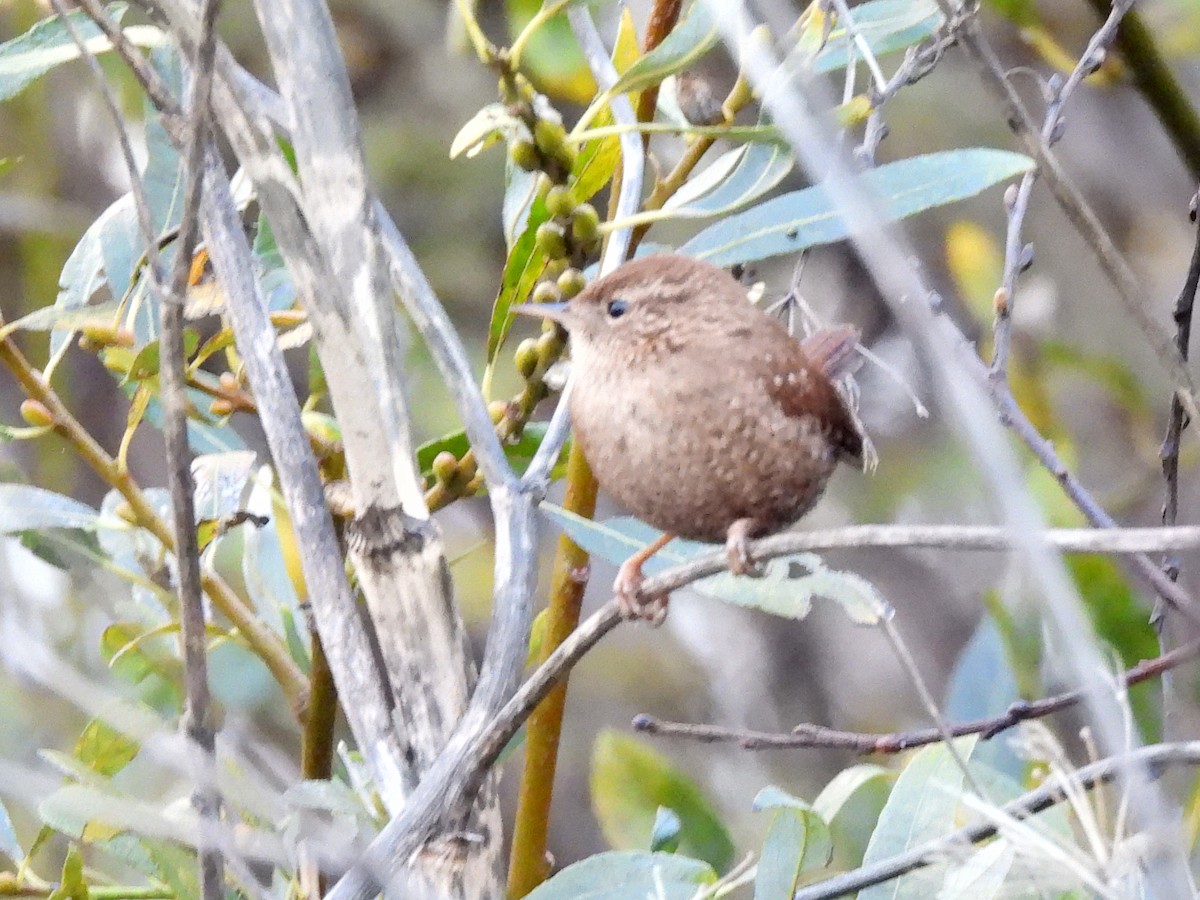 Pacific/Winter Wren - ML627151618