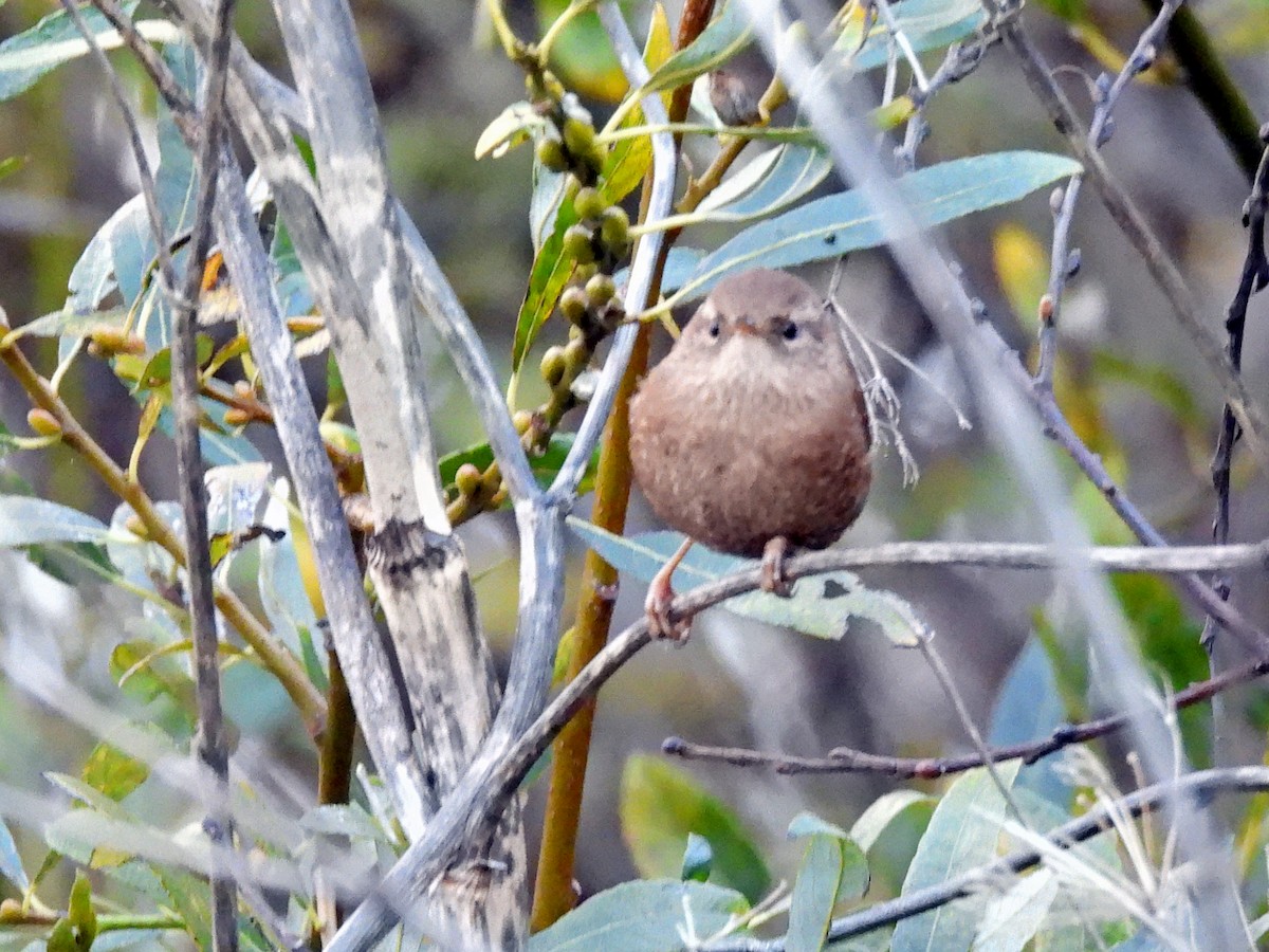 Pacific/Winter Wren - ML627151619