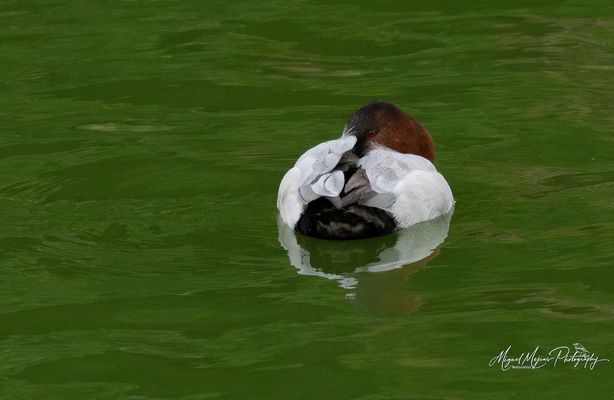Canvasback - ML627151745
