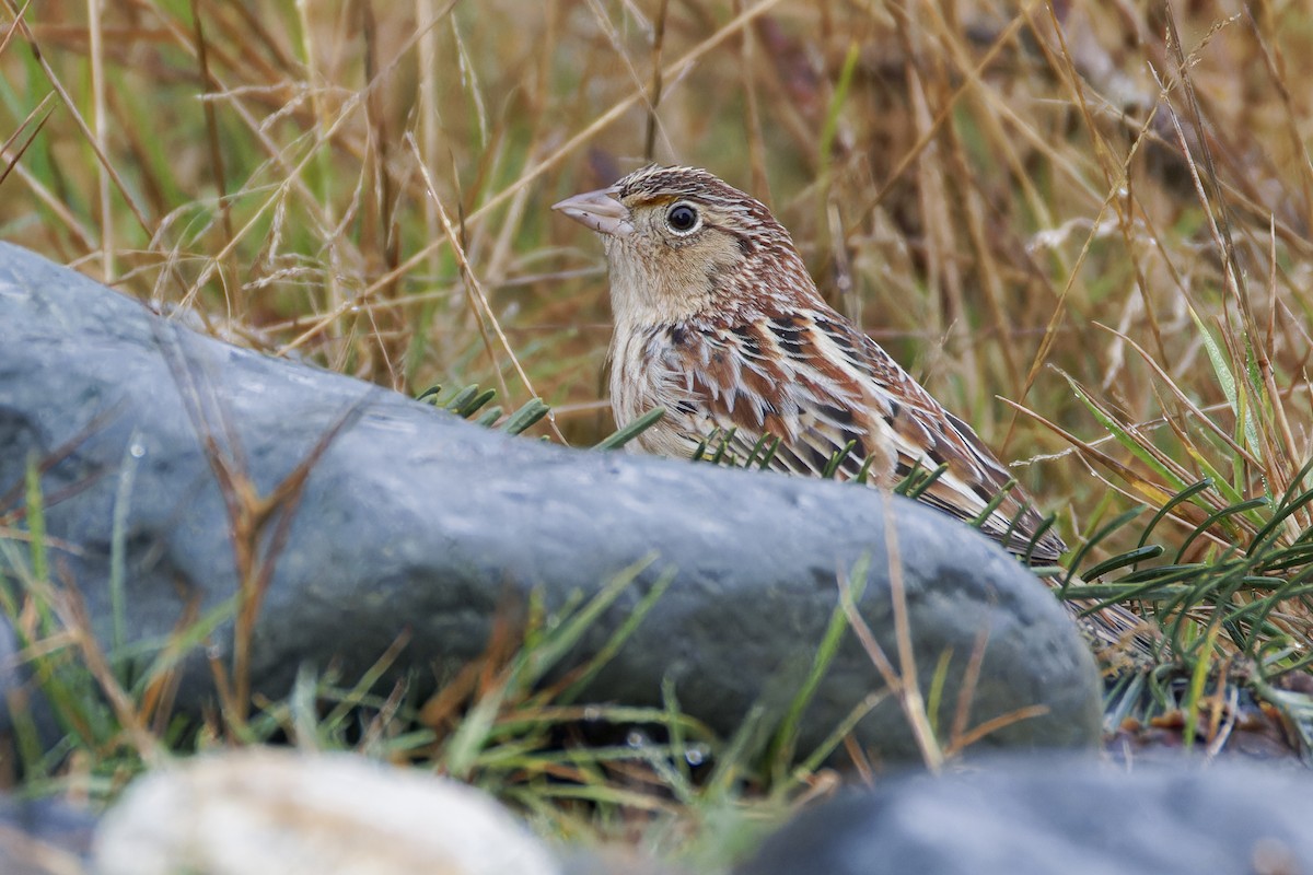 Grasshopper Sparrow - ML627151997