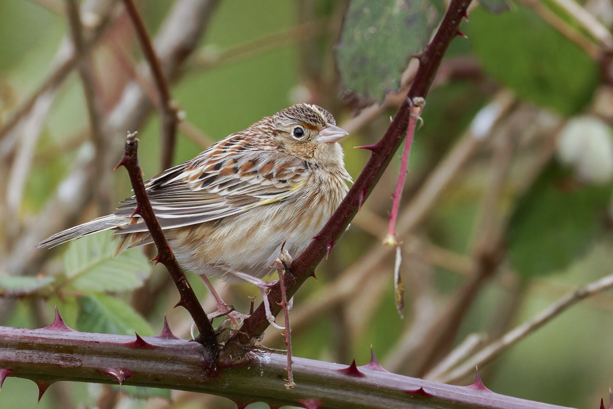 Grasshopper Sparrow - ML627152006