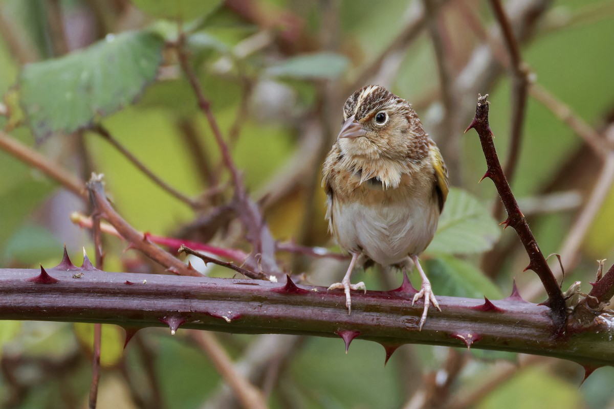 Grasshopper Sparrow - ML627152008